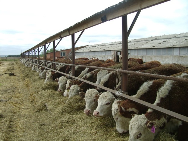 Задуманный в 2009 году агрохолдингом «КВ Агро» проект по переработке мраморного мяса в Татарстане подорожал на 500 миллионов