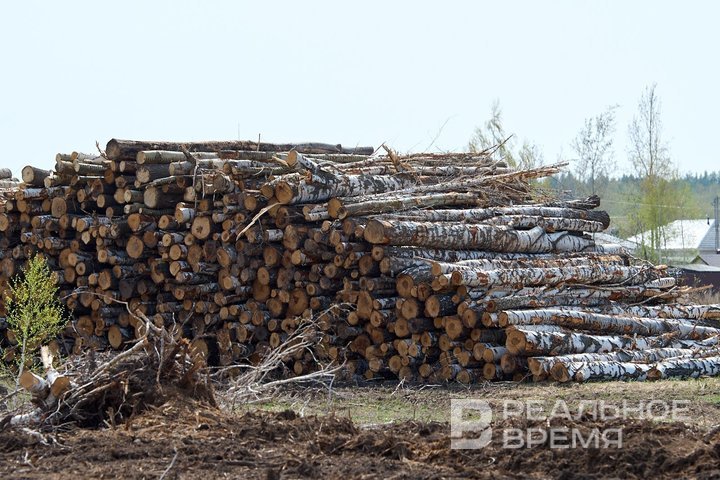 «Деревья штабелями лежат»: в Лаишевском районе идет массовая вырубка для расширения дороги