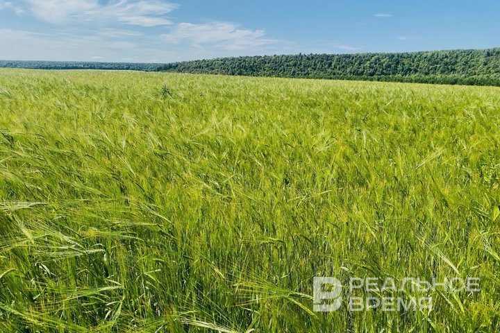 В Татарстане присвоены почетные звания за заслуги в сельском хозяйстве