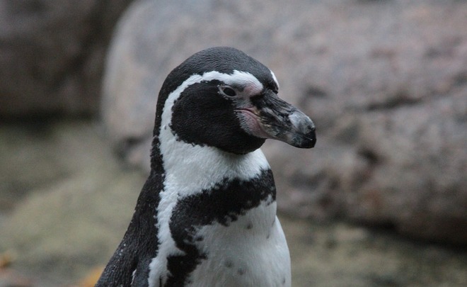 Власти Чили ради спасения пингвинов отказались добывать железную руду