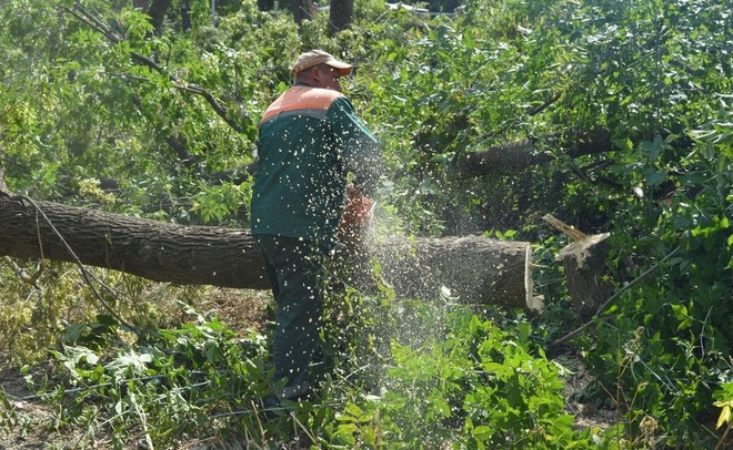 Исполком Казани назвал вырубку деревьев в парке Горького плановой уборкой аварийных насаждений