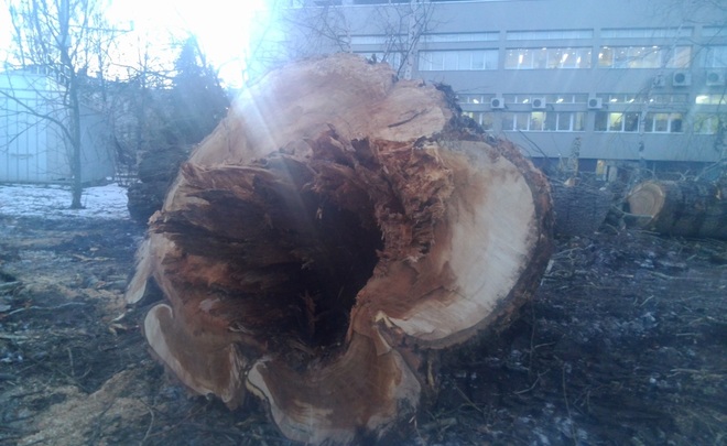 КФУ: спиленные у «двойки» деревья были аварийными и не относились к Ленинскому садику