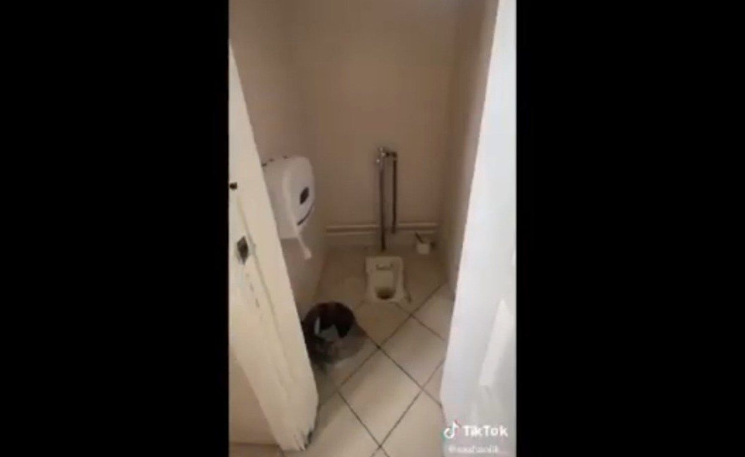 Молодая самочка справляет нужду в туалете