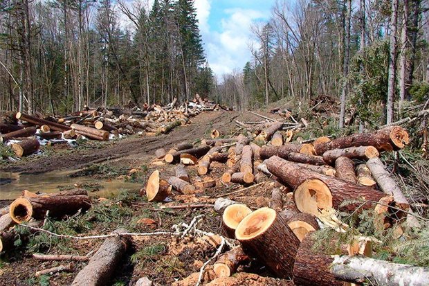 Реферат На Тему Вырубка Лесов В России