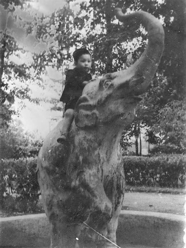 Слон, 1950-е. Фото: pastvu.com