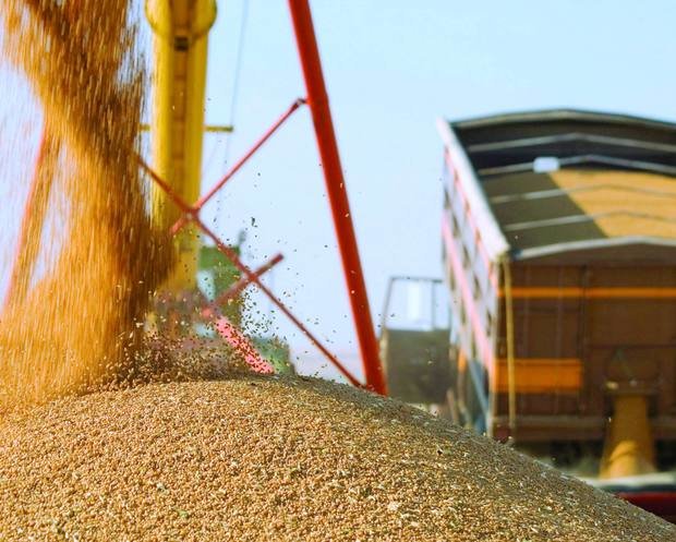 Какие страны выращивают больше пшеницы чем россия?