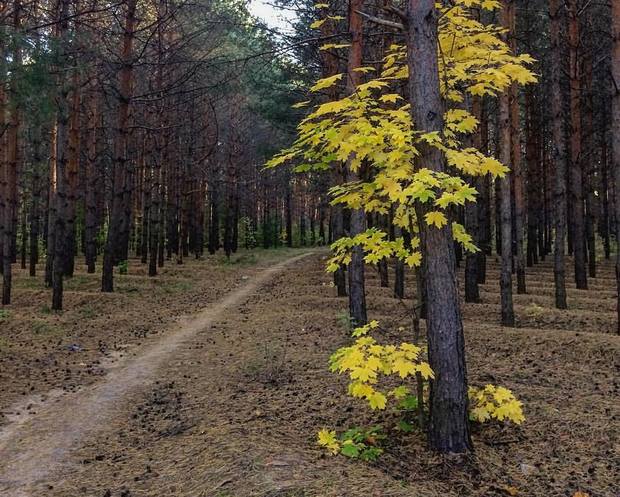 Леса должны