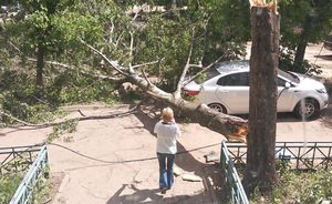 Более 1000 поваленных деревьев на Лебяжьем — в Казани считают убытки от урагана