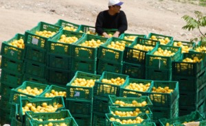 Топ-10 госзакупок: заказные рейтинги мэрии Казани, ревизоры за недвижимостью и тонны лимонов