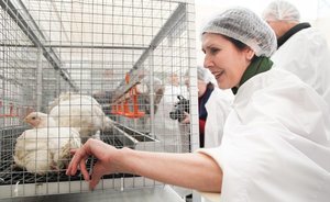 «Агросила» показала кур, в которых вложено полмиллиарда за год