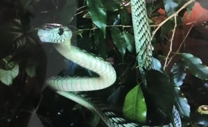 Поцелуй мамбы: врачи спасли казанца, укушенного экзотической змеей