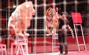 Видеоопрос: «Должны ли быть в цирке номера с дикими животными?»