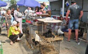 «Птичку» жалко: казанский рынок по торговле животными продают за долги