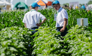 «В Татарстане местное сельское хозяйство очень сильно зависит от субсидий»