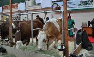 Битва за инвестора: Татарстан и Башкирия конкурируют за «немецкий» молокозавод ценой 15 миллиардов