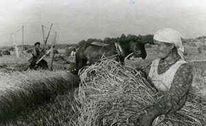 Фотомарафон «100-летие ТАССР»: уборка пшеницы в совхозе им. Кирова Атнинского района, 1944 год