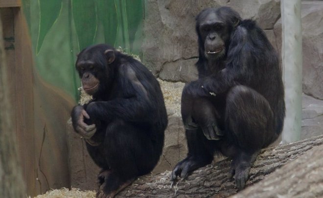 Опрос предпринимателей: считаете ли вы вирус оспы обезьян угрозой сотрудникам и бизнесу?