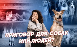 Бездомных собак приговорили к эвтаназии? / «Реальное время Live»