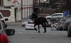 Видео недели: Хабиб ответил Конору, лошадь в Казани и новый клип Shortparis
