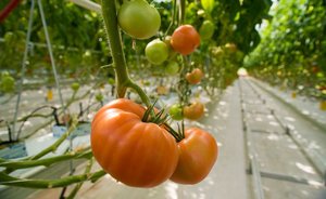 Одеяло для помидоров