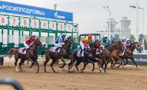 «Большинство откажутся переезжать»: в Казань перевозят лошадей с Центрального московского ипподрома