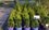 Бизнес-аккаунт дня: набережночелнинский питомник растений