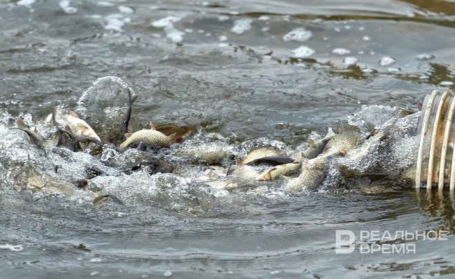 В Нижнекамское водохранилище заселили 120 тысяч новых обитателей