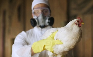 Птичий грипп и сибирская язва напали на Татарстан информационно