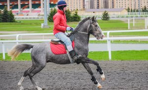 «Дойти до Алтая татарской породе лошадей не составит особого труда»