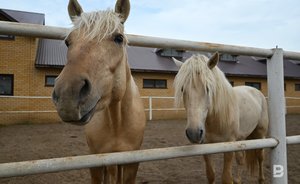 «Главное, что радует, — татары начали разводить лошадей»