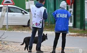 Ни дома, ни двора: в Казани стартовала перепись бродячих собак