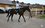 Допрыгнуть до Озерного: детский центр конного спорта «Айда» «отвоевал» кусочек счастья