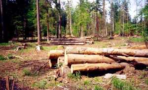 «Размытость категорий позволяет так называемым деловым отнимать лес»