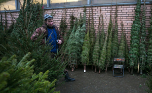 Где в Казани можно купить елку к Новому году
