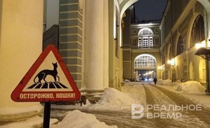 «Казанские коты» в Эрмитаже: кто охраняет искусство