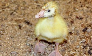 День в истории: закончилась Первая мировая война, Андерсен издал «Гадкого утенка»