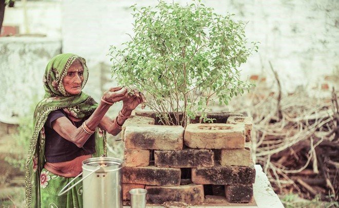 Страна контрастов: почему в Индии поклоняются дереву
