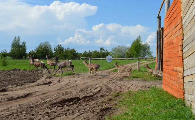 Маралий и олений «выпускной»: в Татарстане на волю выпустили редких животных