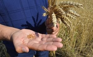 «Измучены этой погодой»: холода ударили по урожаю в Татарстане
