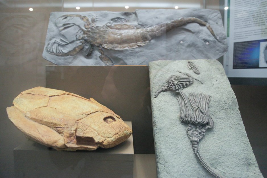 Экспонат выставки «Древняя жизнь» из фондов Вятского палеонтологического музея