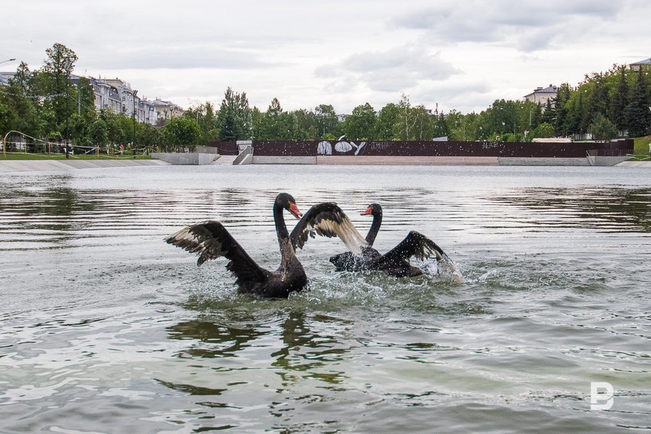 Новоселье двух черных австралийских лебедей на Черном озере, 2 июня