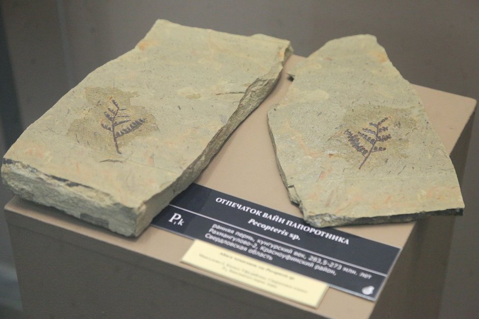 Экспонат выставки «Древняя жизнь» из фондов Вятского палеонтологического музея