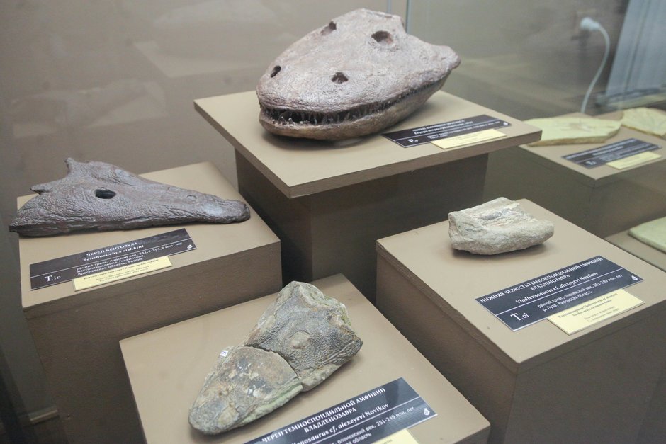 Экспонаты выставки «Древняя жизнь» из фондов Вятского палеонтологического музея