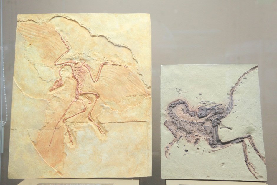 Фото экспонатов выставки «Древняя жизнь» из фондов Вятского палеонтологического музея