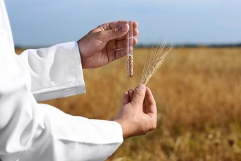 В Татарстане выявили превышение пестицидов в партиях пшеницы и ячменя нового урожая