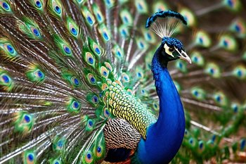 В Казанском зооботсаду вылупились семь птенцов павлинов