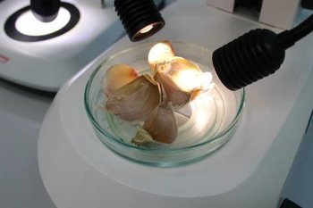 В татарстанском чесноке из Китая нашли опасного вредителя