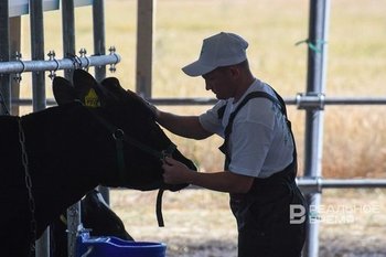 В Татарстане в селе Бикчураево ввели карантин из-за вспышки бруцеллеза на ферме