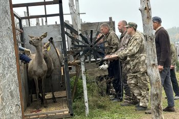 В Татарстане начали выдавать паспорта оленям