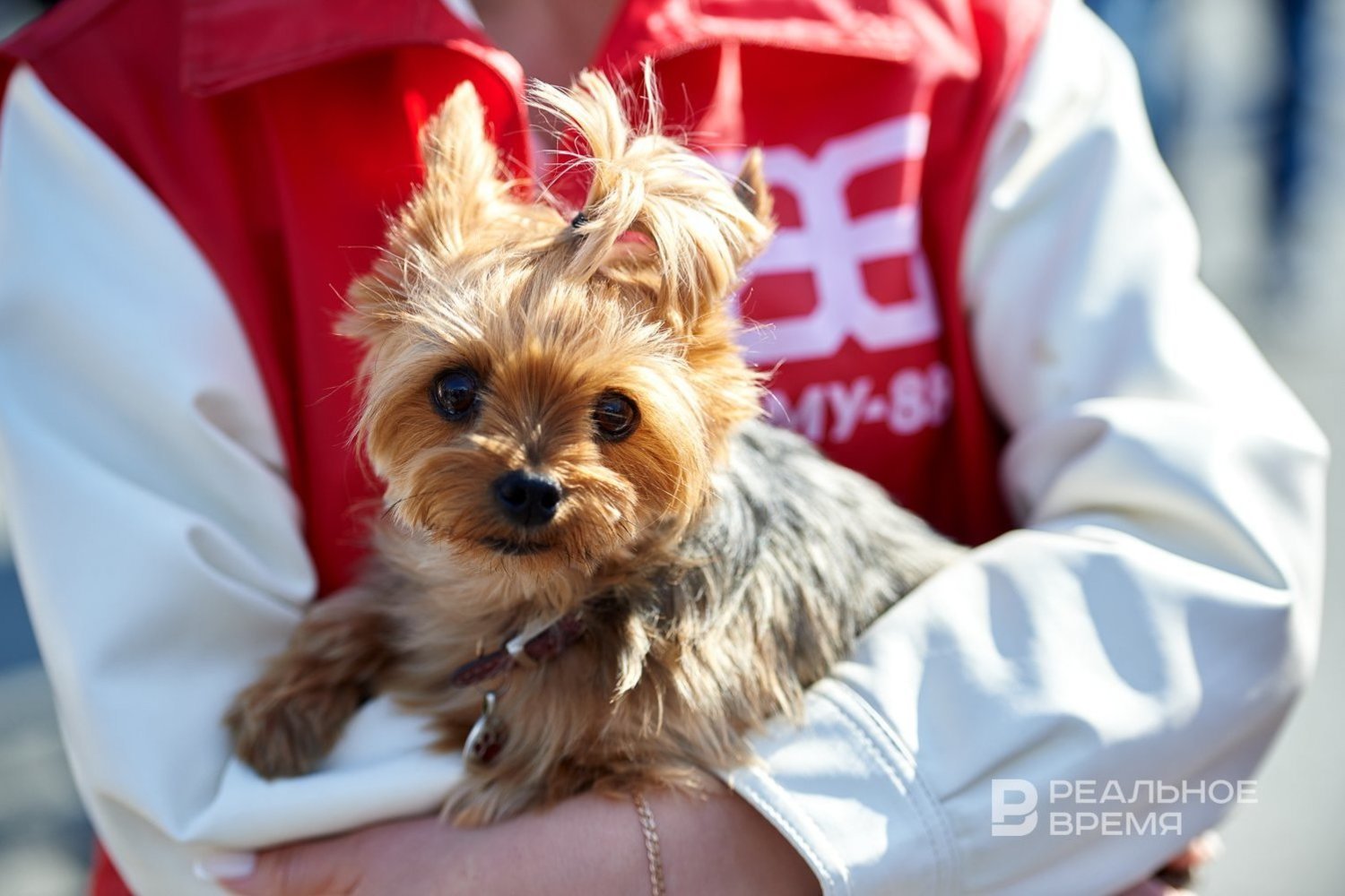 Количество питомцев в России выросло на треть за 7 лет